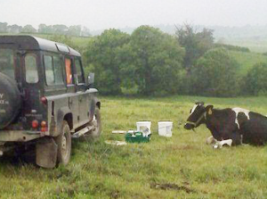 what causes grass staggers in cows